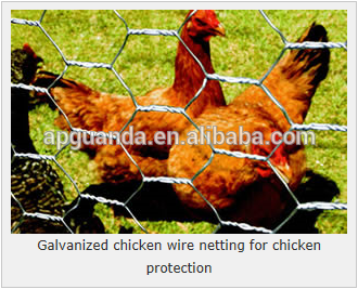 Chicken wire netting for chicken coop