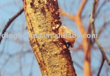 Natural Gum Acacia Senegal Gum Arabic