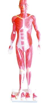 Whole body muscle relaxation