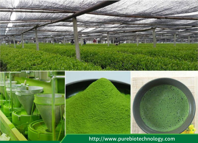 مواصفات ماتشا Specification of Matcha