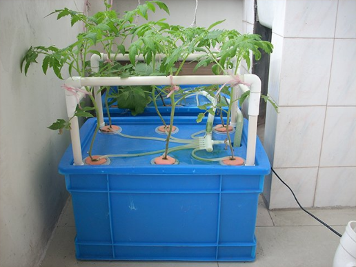 Home Hydroponic System For Growing Strawberry