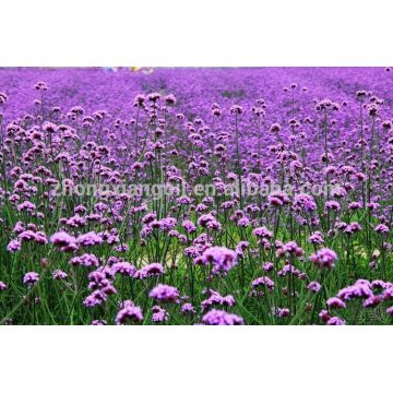 100% Pure Therapeutic Grade Verbena Essential Oil