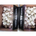 Best Quality Crop 2019 Fresh Pure White Garlic