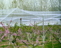 Anti-bird Net HDPE NYT Material för växtbärande