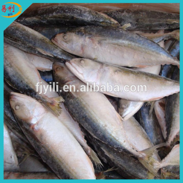 Fresh frozen indian mackerel IQF