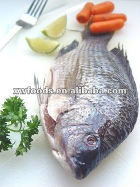 Sea Foods and Fish China Frozen Fish Tilapia