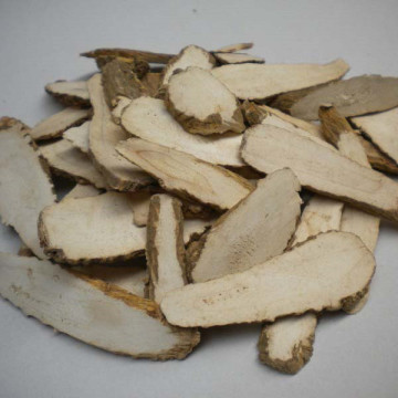 Natural Herba radix angelicae dahuricae root baizhi