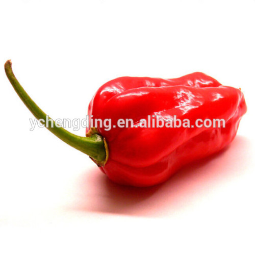 Creative products Pickled jalapeno top selling products in alibaba