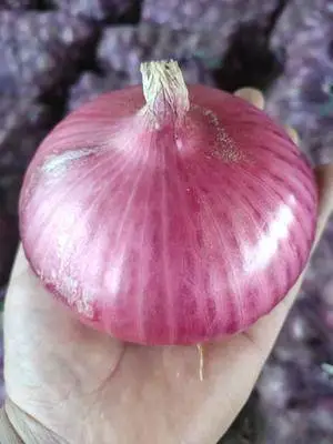 Fresh Red Onion with Cheapest Price From China High Quality