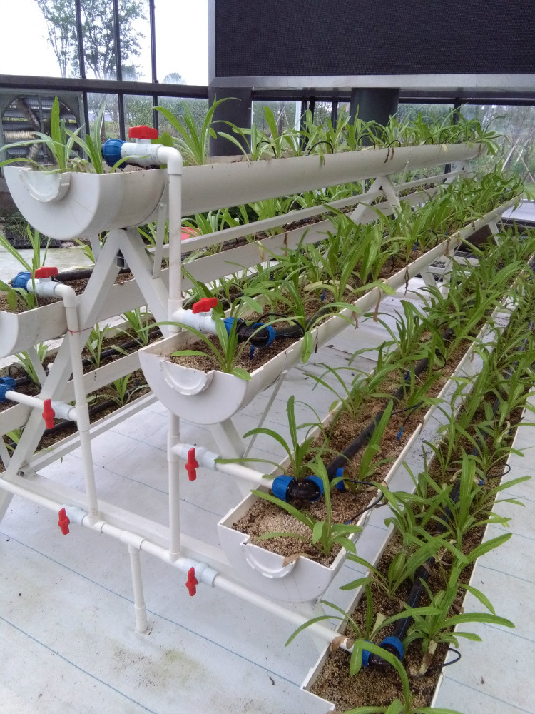 Large A-Frame Hydroponic System