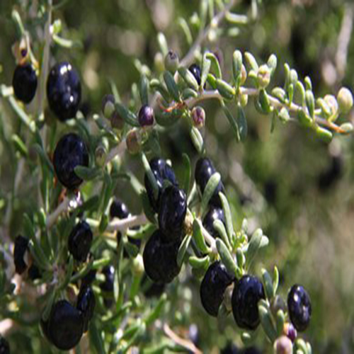 Schwarze Goji-Beeren-Ernährung black goji berry nutrition