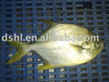 frozen golden pomfret