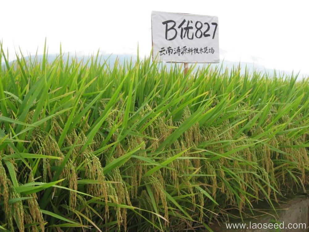 High quality natural Byou 827 rice