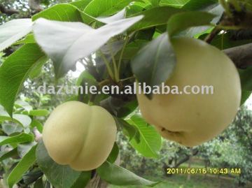 Chinese Fresh Sweet Su Pear