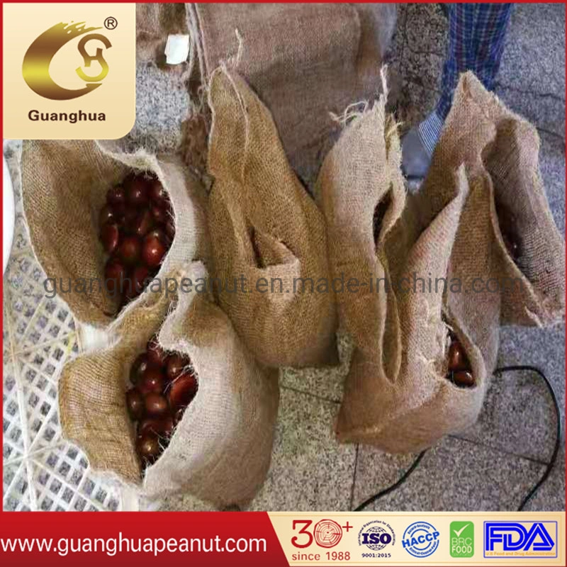 Hot Sales Fresh Chestnut for Roasting Use