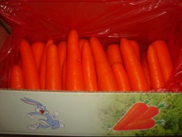 Sizes150-200g Fresh Carrot In Carton