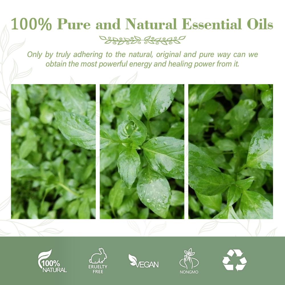 Óleo essencial de óleo de petróleo de Nepeta 100% natural e puro para calminar