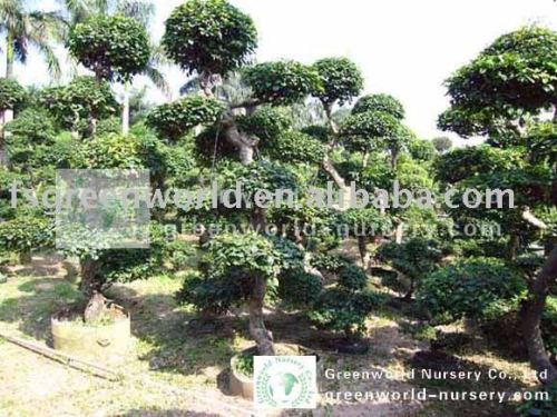 bougainvillea bonsai trees nursery