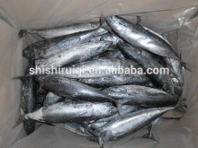 Bonito--Auxis Thazard frozen fish bonito tuna