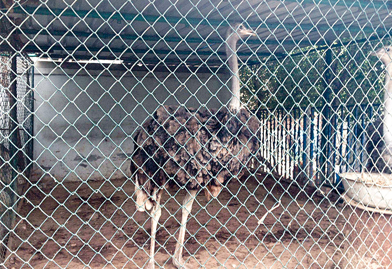 Welded Mesh Wire For Bird Cage China