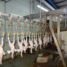 Kazakhstan Halal Chicken Slaughter Machine 500-1000BPH for Sale