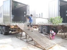 Hibiscus tiliaceus loading containers