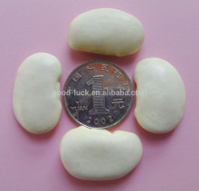 China Origin 45,55pcs Elephant White Beans