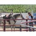 Cerca de fazenda multifuncional cavalo Cerca cerca de gado painel