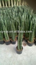 Sansevieria cylindrica