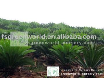 cycas revoluta sago palm big farm
