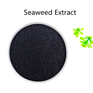 Buy online raw materials Seaweed Extract powder