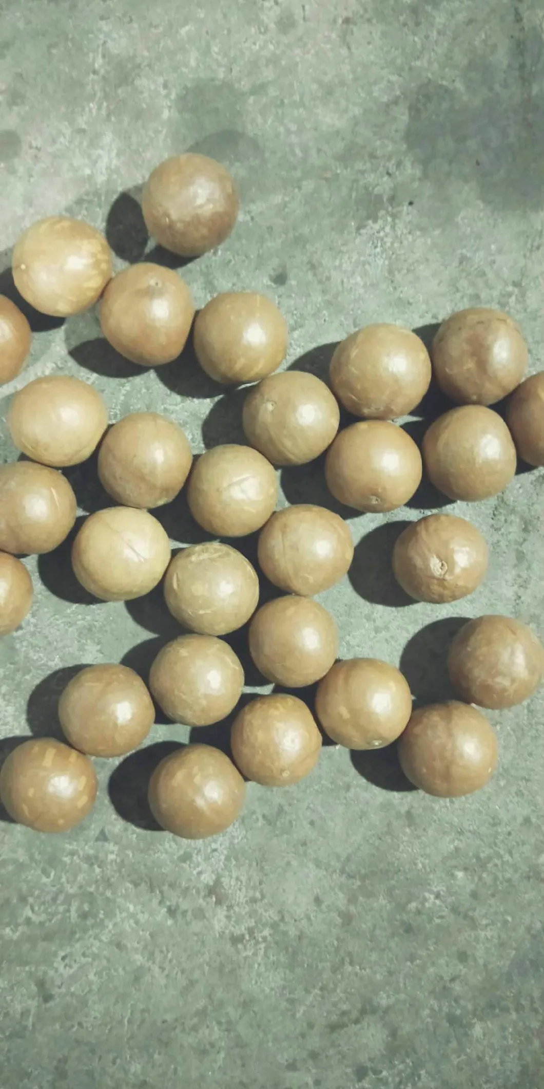 Hot Sale Raw Macadamia Fresh Macadamia Nut in Shell