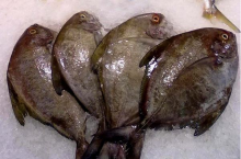 Sea Frozen Black pomfret Whole Sale