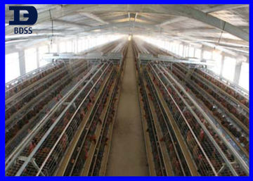 Wide Span Steel Hen House Building / Metal Poultry Chicken Hen Houses