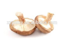 Canned premium shiitake mushroom in brine drums