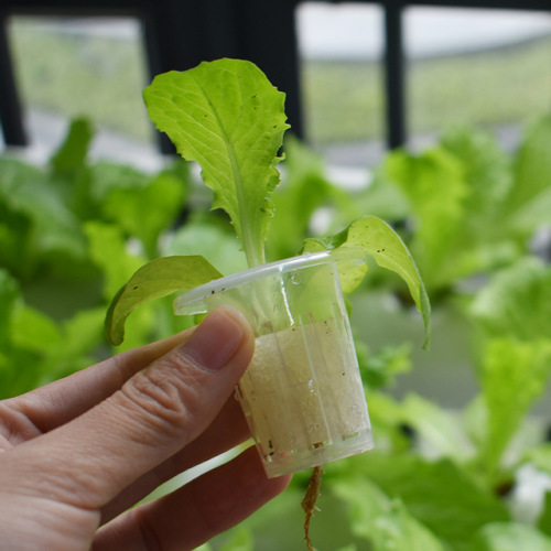 水耕ネットポットメッシュカップ植物バスケット