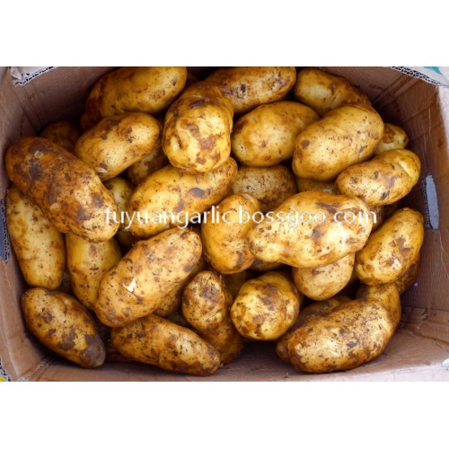 taze patates sallanıyor