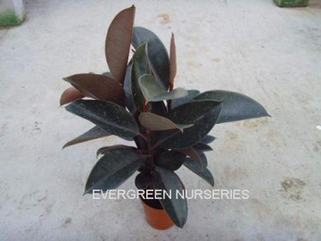 Ficus Elastica