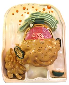 Cell Ultra fine Stereoscopic Structure Model (1 component)