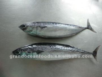 Horse Mackerel