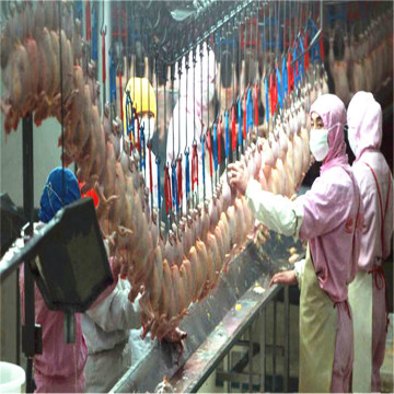 Chicken Processing and Slaughtering Solutions