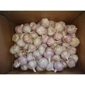 Hot Sale Normal Fresh Garlic