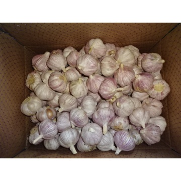 Hot Sale Normal Fresh Garlic