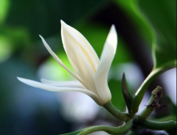 Michelia Leaf Essential Oil in the bedroom