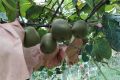 Kiwi-fruitbeschermingszak
