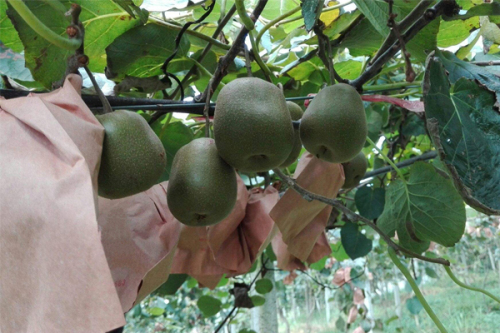 Kiwi-Frucht-Schutz-Tasche