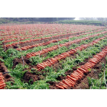 nouvelle récolte de carottes fraîches