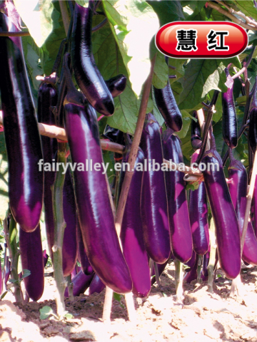 Hybrid dark red eggplant seeds-Hui Hong