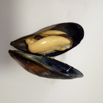 frozen cooked mussel meat
