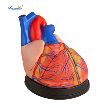 Teaching Demonstration Of Jumbo Heart Models